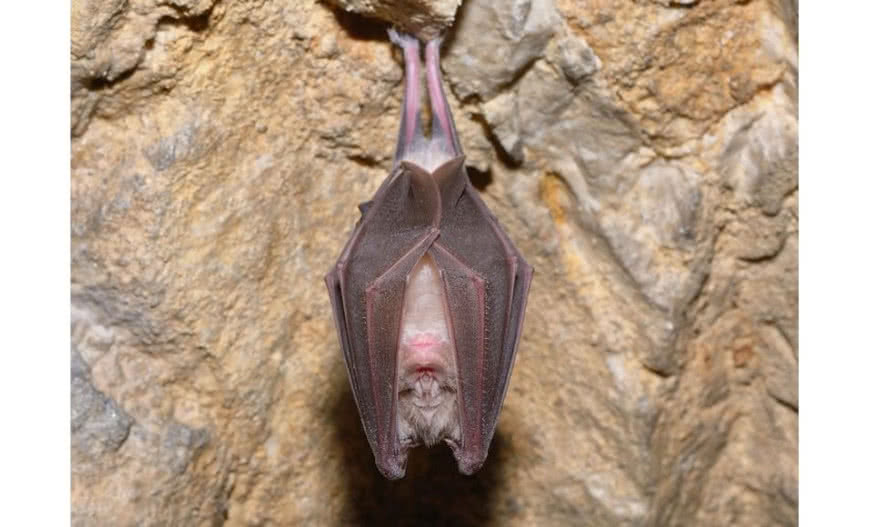 Kamery Bosch MIC chronią skarby światowego dziedzictwa UNESCO na wyspie Borneo